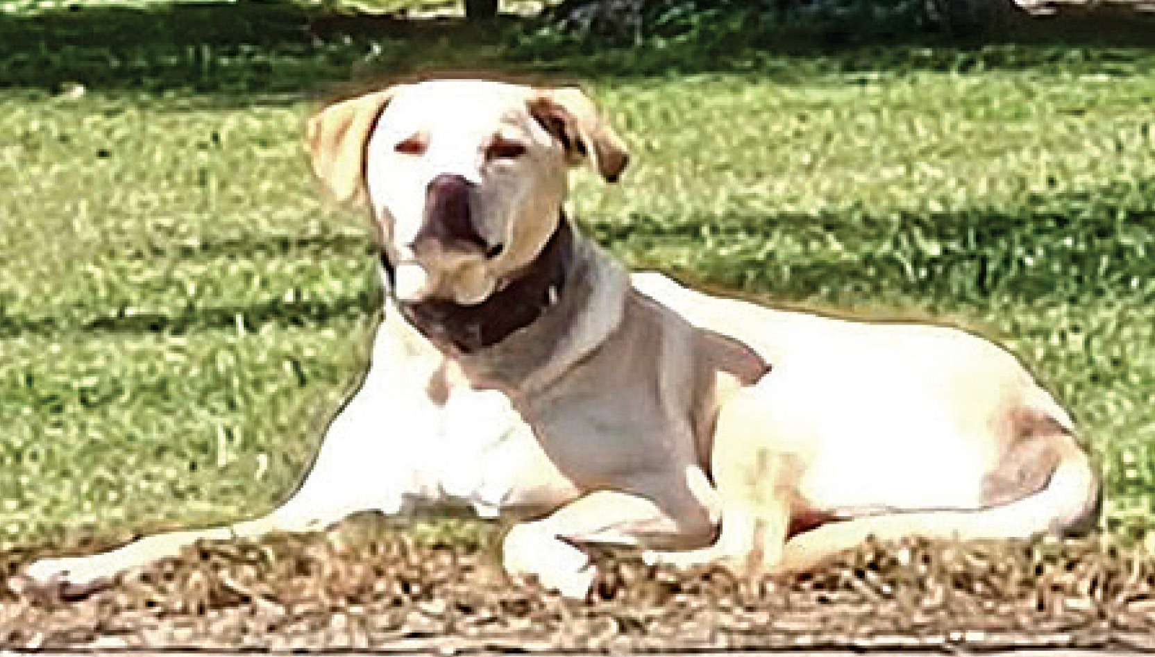 September 1, 2026 in a tragic accident with a car. He was an escapee from the city doggie jail. He was loved by all who encountered him. He was a friendly, skittish dog who just loved his freedom. He will be sorely missed by all.