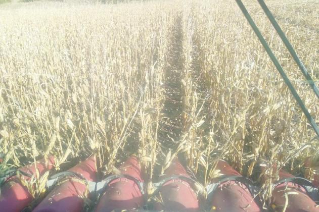 Harvest almost done
