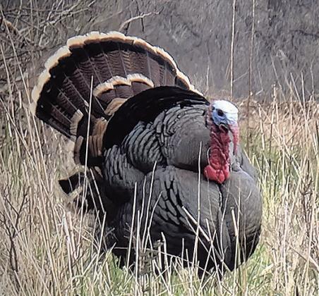 Spring Turkey Tactics