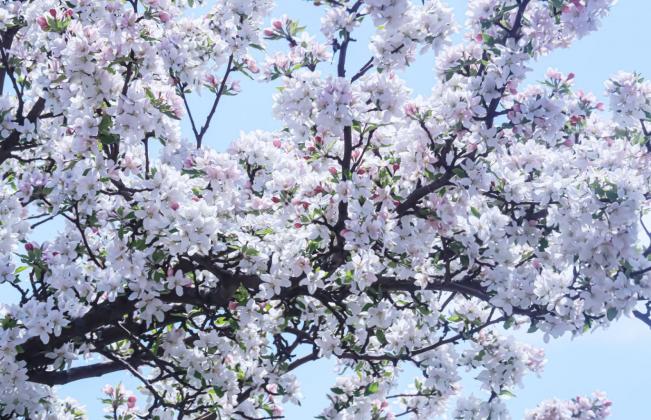 The blooms of spring
