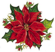 Caring for Poinsettias