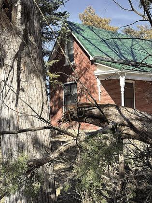 The pine trees (in Art Alderman’s old home).