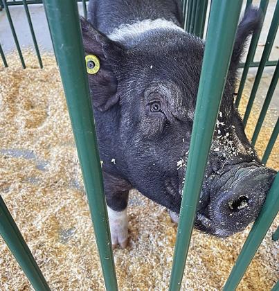 Pawnee County 4-H receives a $9,500 grant
