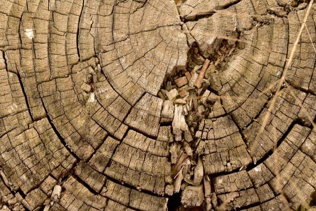 Growth Rings