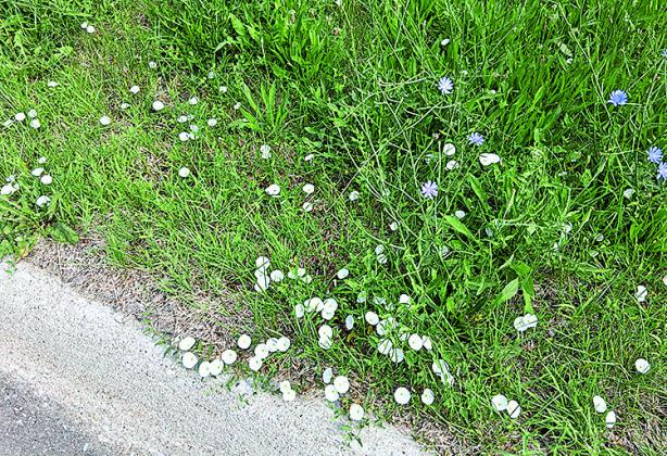 Pawnee County in Full Bloom
