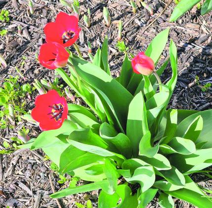 Tulips in front of the Pawnee City Post Office.