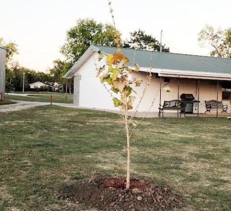 Fairview Golf Club Receives Free Trees