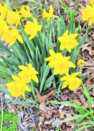 Spring has sprung at the Post Office. The daffodils are lovely this year.