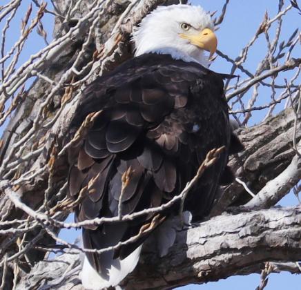 How I got my eagle