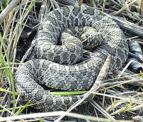 These cryptic little snakes are often hard to see and make every effort to keep themselves hidden so it is quite possible that there are other small populations that we do not yet know about.