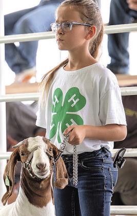 Estelle Tyler – First Purple Reserve Champion Breeding Meat Goat Reserve Supreme Champion Breeding Meat Goat