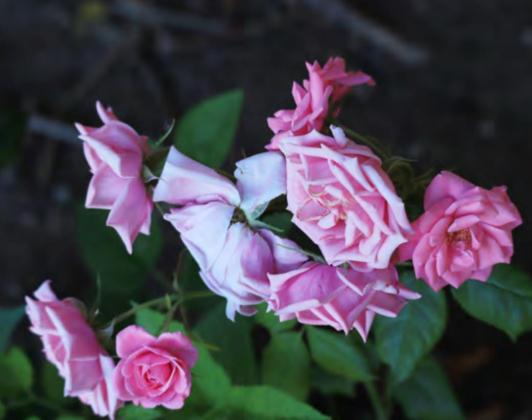 Flowers of loving hand