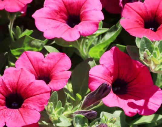 Flowers of loving hand