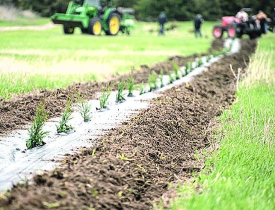 NRDs Now Taking Orders for Spring Tree Seedlings