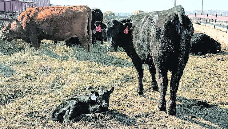 Cattle from the Johnson Cattle and Kemp Legacy Ranch operations Photo courtesy of Reese Kemp