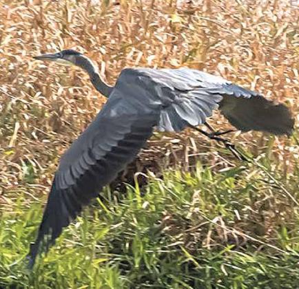 The flight of the Great Blue Heron