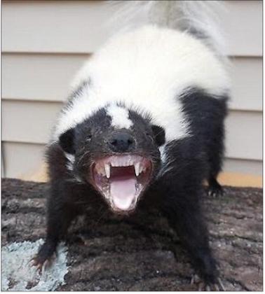 Death due to Possible Rabies Infection Reported in Western Nebraska