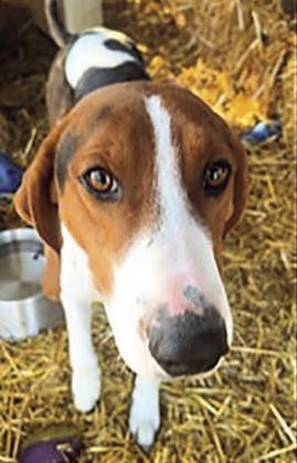 Dramatic Rescue of a Dog