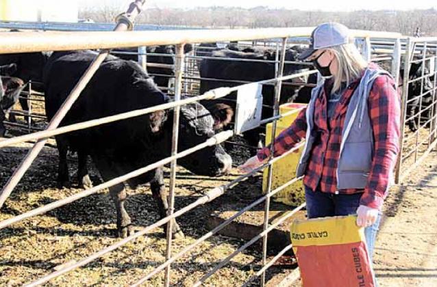 Dani Niss feeds cows prior to the start of the auction. Ray Kappel/Republican