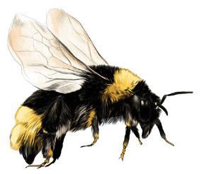 Protect Yourself From Bees