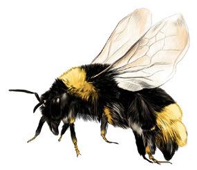 Protect Yourself From Bees