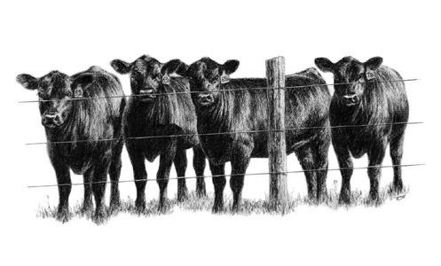 Nebraska Cattlemen Announces Young Cattlemen’s Connections Class of 2024