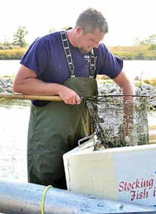 Walleye stocking at Burchard Lake