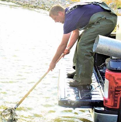 Walleye stocking at Burchard Lake