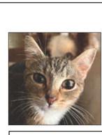 Pawnee City Ferral Cat Population