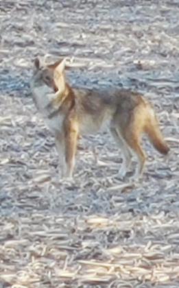 Coyotes and more coyotes alarming some in area