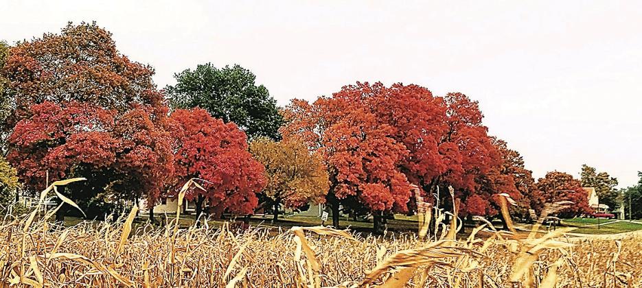 Sugar maples along Pennsylvania Street (archival photo)