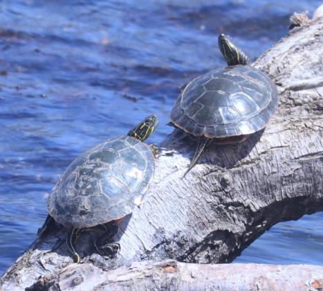 Another turtle picture