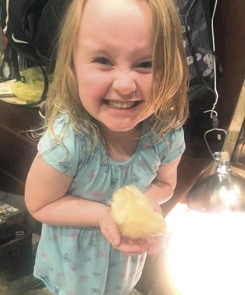 Above: Sadie Binder with one of her baby chickens back when she was five. She’s 9 now and still going at it.