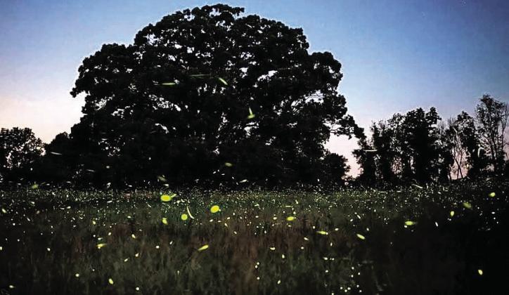 Fireflies light up the summer nights