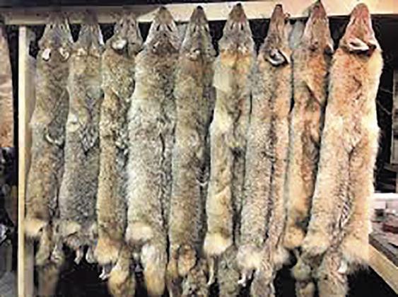 Why Trapping Still Matters in Southeast Nebraska
