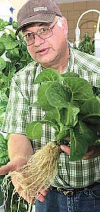 Keith Vacha, one of the volunteers, holds up one of the lettuce heads. Ray Kappel/Republican