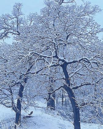 Dreaming of a white spring