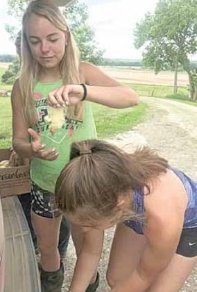 Raising Broilers as a 4-H Project