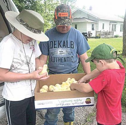 Raising Broilers as a 4-H Project