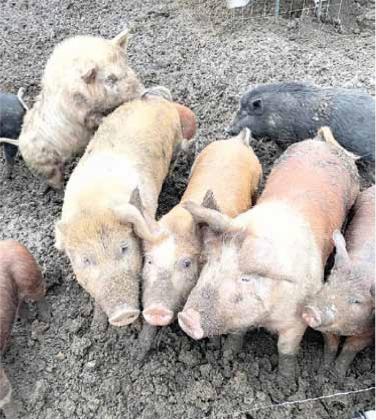 Frakes Pasture farm