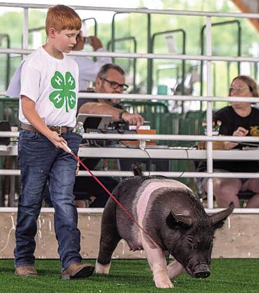 Silas Bloss – Gilt – Second Purple Reserve Champion Breeding Gilt