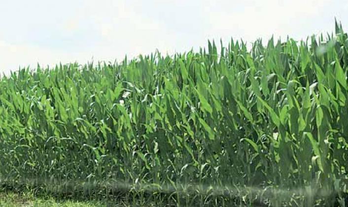 Corn near Lewiston taken Sunday. Ray Kappel/Republican