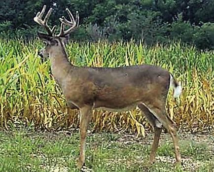 Peak antler growth happens between mid June to the end of July