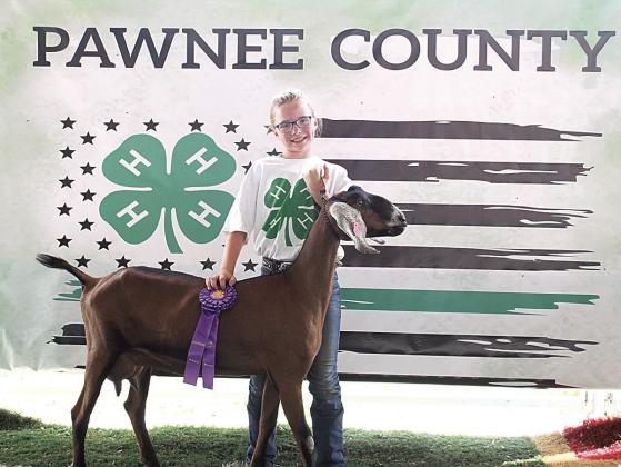 Jayden Wilcox, Champion Dairy Goat