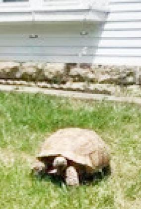 Cashmere builds suspense in Pawnee County