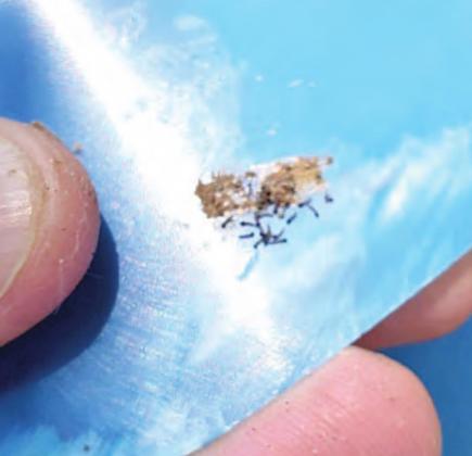 CHECK CROPS FOR FALL ARMYWORMS