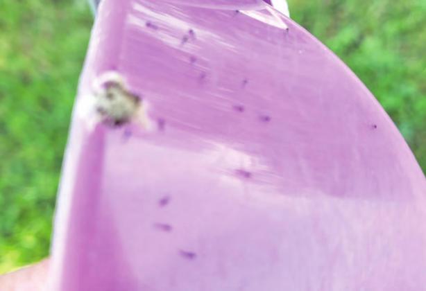 CHECK CROPS FOR FALL ARMYWORMS