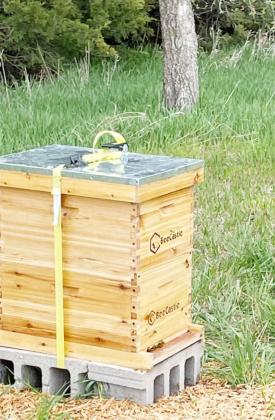 Jason Vetrovsky intrigued with bees at a young age