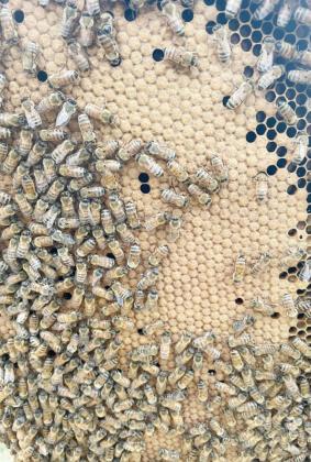 Jason Vetrovsky intrigued with bees at a young age
