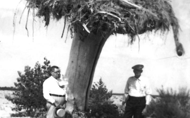 Benkleman Tree turned upside down by the flood Photo credit to Lucille Edwards